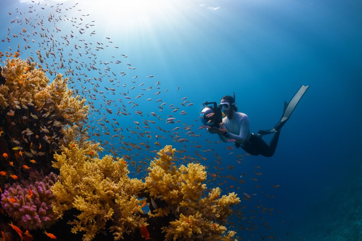 a person swimming in the ocean with a lot of fish